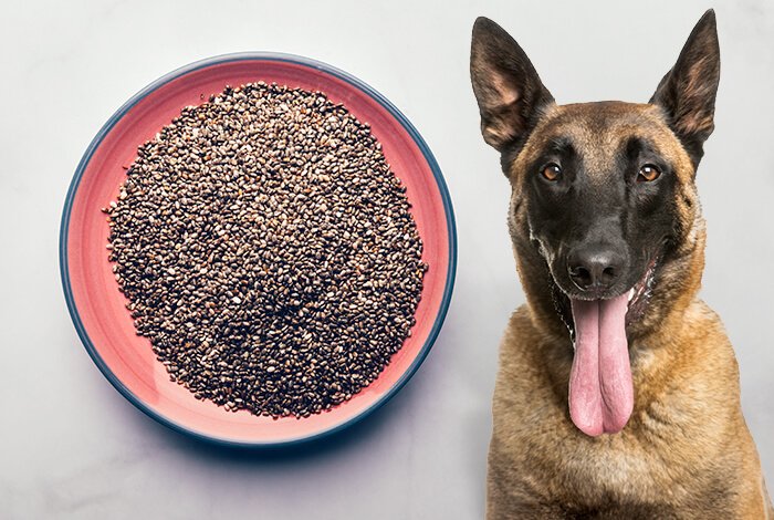 chia seeds, chia seeds for dogs, chia seeds for dogs benefits, chia seeds for dogs dosage per day, chia seeds for dogs how much